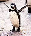 コーンウォールの動物園のフンボルトペンギン