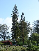 Araucaria columnaris with Laysan albatross. Located in Midway Atoll, Commodore Ave cul de sac residences Sand Island.