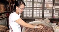 Image 74An ethnic Chinese woman in Malaysia grinds and cuts up dried herbs to make traditional Chinese medicine. (from Malaysian Chinese)