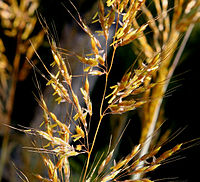 Heinät (Poaceae)