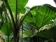 Jardin écologique.