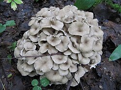 Nabatorik Polyporus umbellatus Foto: Sven Pruul