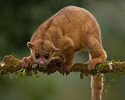 Brown procyonid on a branch