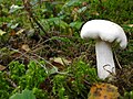 !Tricholoma album!