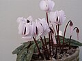 Cyclamen coum subsp. coum f. albissimum 'Lake Effect' (white flowers with no dark markings)