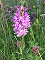 Image 6A Hebridean spotted orchid in machair on Lewis Credit: Etherp