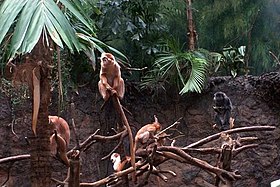 Trachypithecus auratus