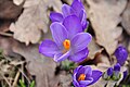 Einzelblüte Frühlings-Krokus Crocus vernus s. str. in Zavelstein