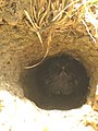 Caatinga puffbird nest