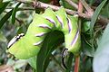 Eruga del borinot Sphinx ligustri