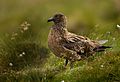 Skua