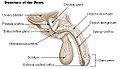 Structure of the penis.