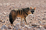 Striped brown hyena