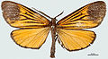 Scea circumscripta (Dioptinae)