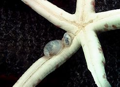 Des Thyca ectoconcha ectoparasites sur la face orale d'une étoile de mer Linckia multifora à La Réunion.