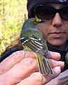 White-eyed vireo (Vireo griseus) at Clarks River National Wildlife Refuge