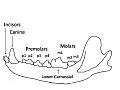 Image 31A wolf mandible diagram showing the names and positions of the teeth (from Dog anatomy)