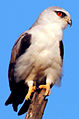 Black-Winged_Kite_Elanus_caeruleus.jpg