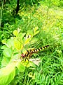 Dragonflies can hunt on the open waters