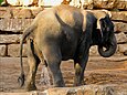 Asian elephant