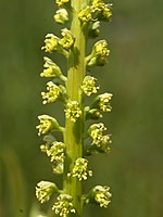 Ausschnitt eines Blütenstandes des Färber-Wau (Reseda luteola)