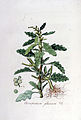 Ilustración de la especie (bajo su basónimo Chenopodium glaucum) en Flora Batava of Afbeelding en Beschrijving van Nederlandsche Gewassen, Jan Kops y Herman Christiaan van Hall, Vol. 5, 1828.