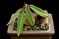 Euphorbia labatii