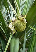 Inflorescence femelle