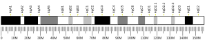 小鼠4號染色體