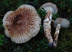 Männiheinik Tricholoma matsutake Foto: Sven Pruul