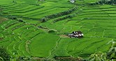 Rice Mazandaran