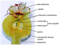 Coupe dans le fruit un mois après la fécondation