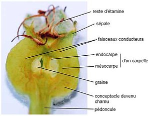 Coupe dans le fruit un mois après la fécondation.