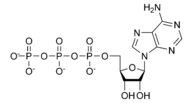 Estructura quimica de l'adenosina trifosfat