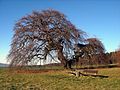 De Süntelbeuk "Kopfbuche" bij Gremsheim, voordat de boom in 2006 gedeeltelijk omviel