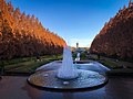 Metasequoia glyptostroboides í Sagamihara Park