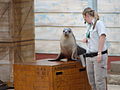 Female Australian sea-lion during a Seals For The Wild Show