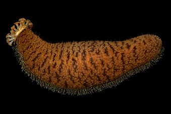 Une Actinopyga echinites : on voit la couronne de tentacules buccaux et les podia.