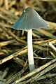 Coprinopsis cinerea