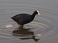 Eurasian Coot