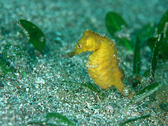 Hippocampus mohnikei