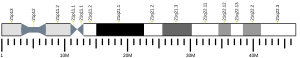 Chromosome 21 (human)