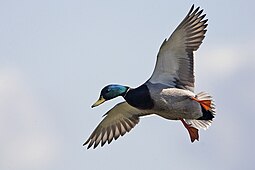 A pale duck with a rusty chest, a green head and dangling orange feet flies against a blue sky. One short feather is projecting out about halfway along the leading edge of each wing.