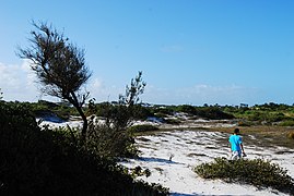 Parco delle dune, Salvador