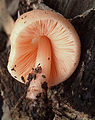 Pluteus