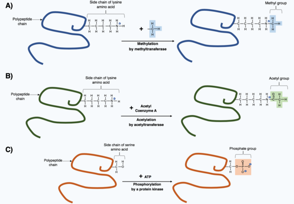 Post-translational_modification_through_the_addition_of_small_chemical_groups