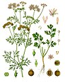 Coriandrum sativum