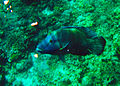 Giant Napoleon wrasse Cheilinus undulatus in Apo Reef, Philippines