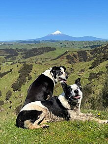 Two New Zealand Heading Dogs in eastern Taranaki