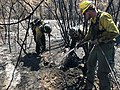 Firefighters mopping up a hot spot on August 26.